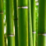 Ingrijire Bambus norocos